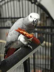 Lost African Grey