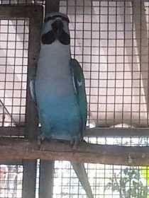 Lost Mustached / Moustached Parakeet