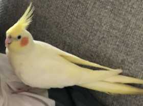 Lost Cockatiel