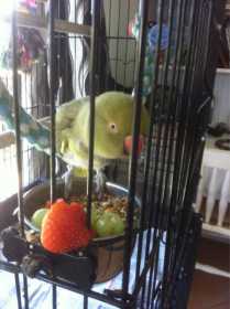 Lost Indian Ringneck Parakeet