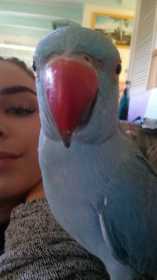 Lost Indian Ringneck Parakeet