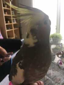 Lost Cockatiel