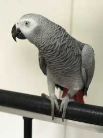 Lost African Grey