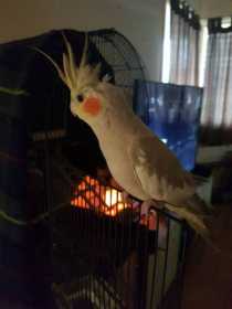 Lost Cockatiel