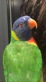 Lost Lory / Lorikeet