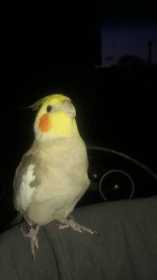 Lost Cockatiel