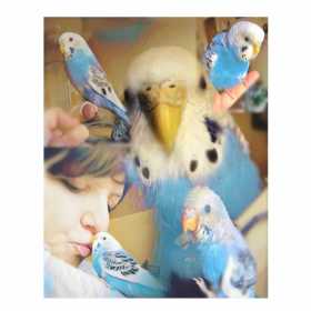 Lost Budgerigar