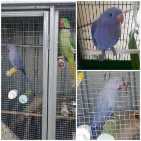 Lost Indian Ringneck Parakeet