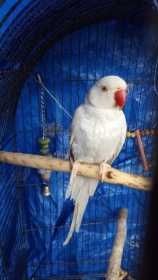 Lost Indian Ringneck Parakeet