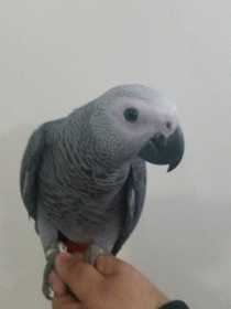 Lost African Grey