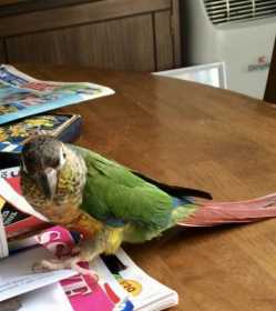 Lost Conure