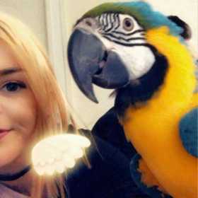 Lost Macaw