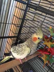 Lost Cockatiel