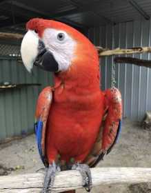 Lost Macaw