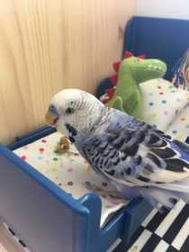 Lost Budgerigar