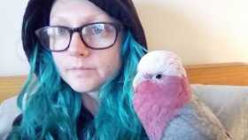 Lost Galah Cockatoo