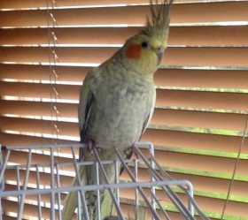 Lost Cockatiel