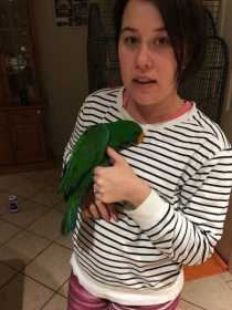 Lost Eclectus