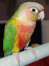 Lost Conure