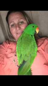 Lost Eclectus