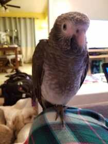 Lost African Grey