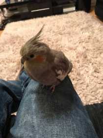 Lost Cockatiel