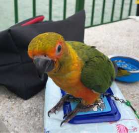 Lost Conure