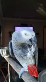 Lost African Grey