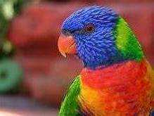 Lost Lory / Lorikeet