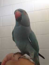 Lost Indian Ringneck Parakeet