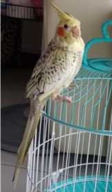 Lost Cockatiel