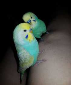 Lost Budgerigar