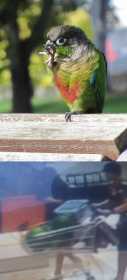 Lost Conure