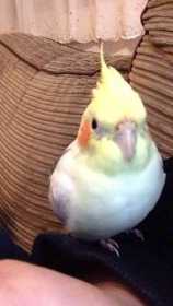 Lost Cockatiel