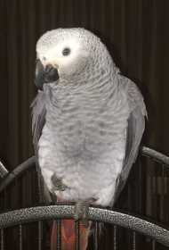 Lost African Grey