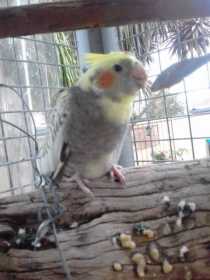 Lost Cockatiel