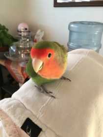Lost Lovebird