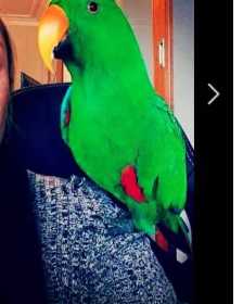 Lost Eclectus