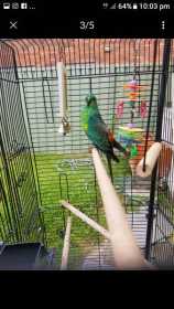Lost Red Rump Parakeet