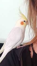 Lost Cockatiel