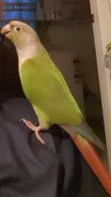 Lost Conure