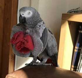 Lost African Grey