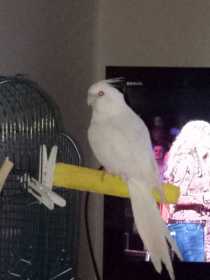 Lost Cockatiel