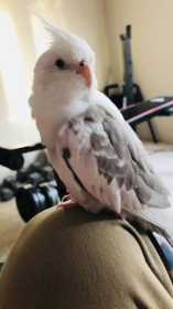 Lost Cockatiel