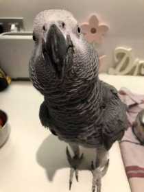 Lost African Grey