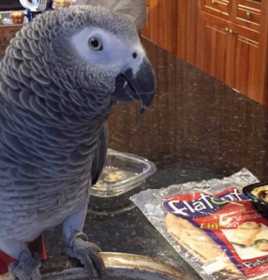 Lost African Grey