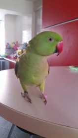 Lost Indian Ringneck Parakeet