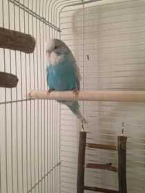 Lost Budgerigar