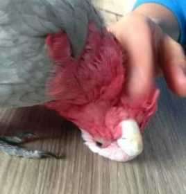 Lost Galah Cockatoo