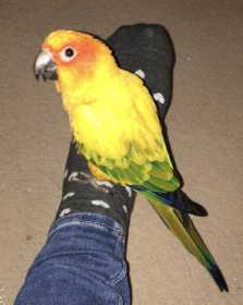 Lost Conure